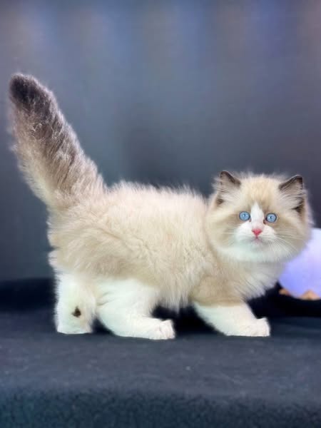 Ragdoll