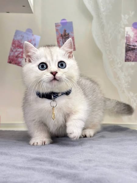 Munchkin