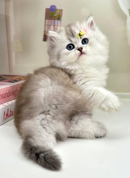 British Longhair