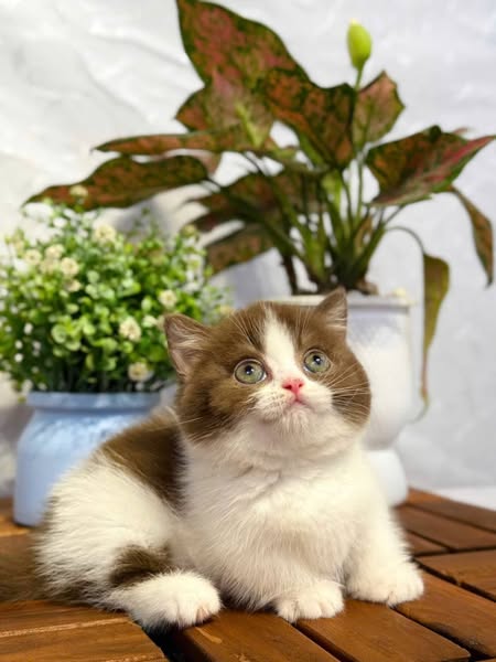 Munchkin