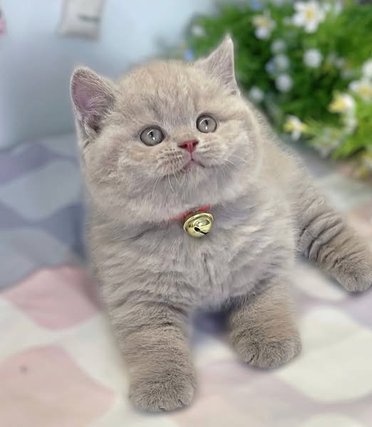 British Shorthair