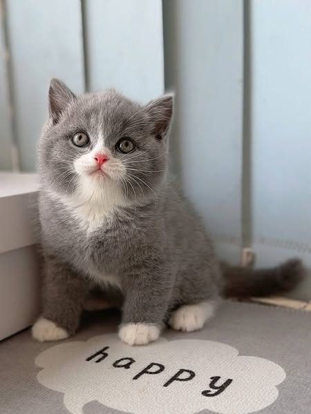 British Shorthair