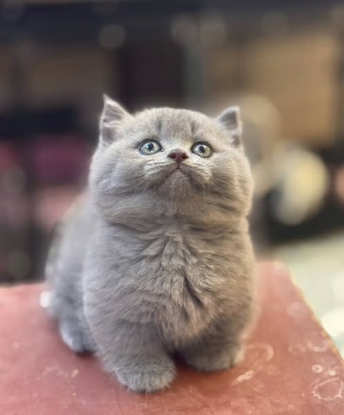 Munchkin