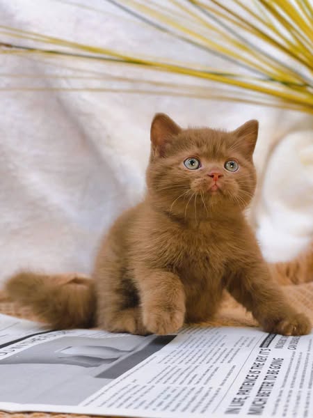 British Shorthair