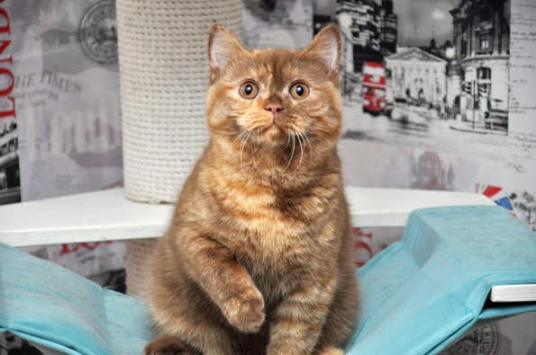 British Shorthair
