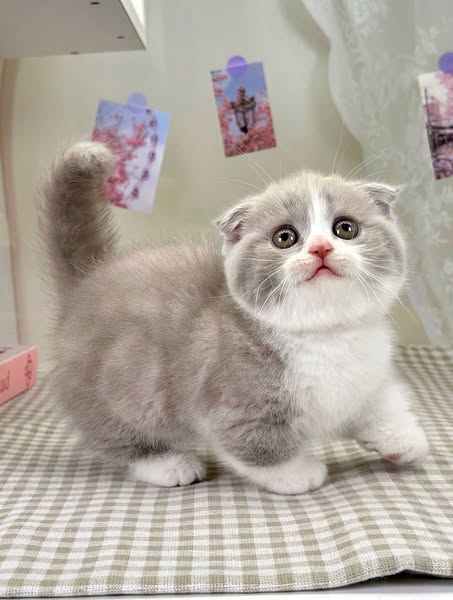 Munchkin Fold