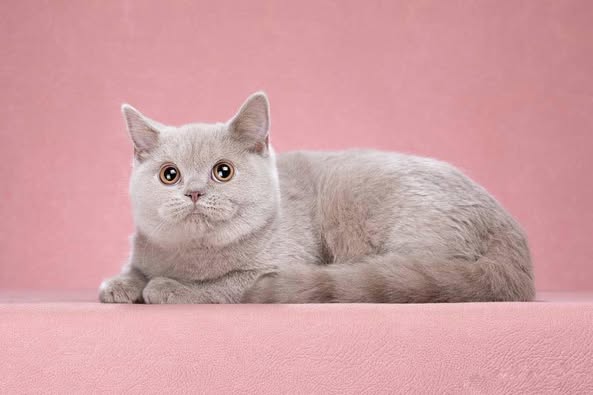 British Shorthair