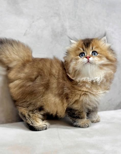 British Longhair