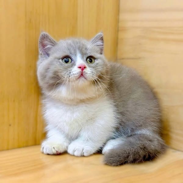 Munchkin