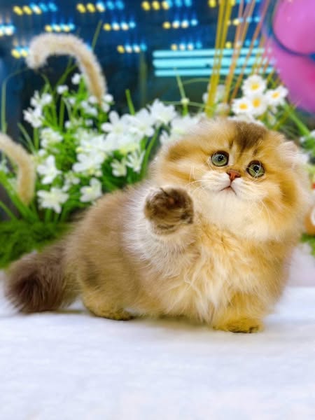 Munchkin Fold Longhair