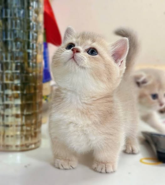 Munchkin