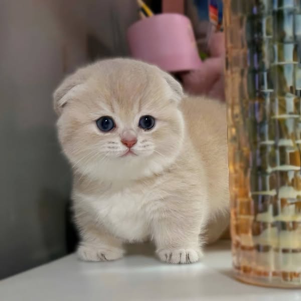 Munchkin Fold