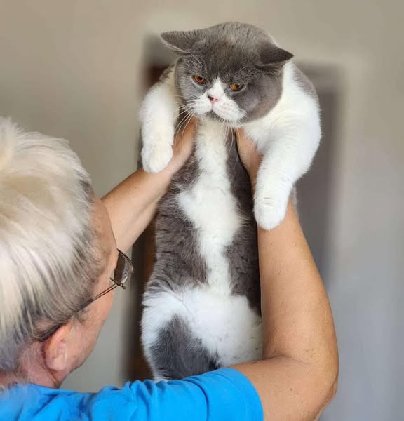 British Shorthair