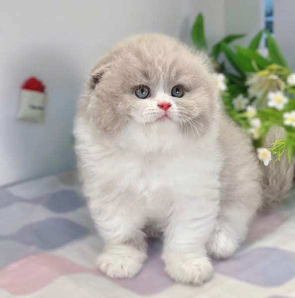 Scottish Fold Longhair