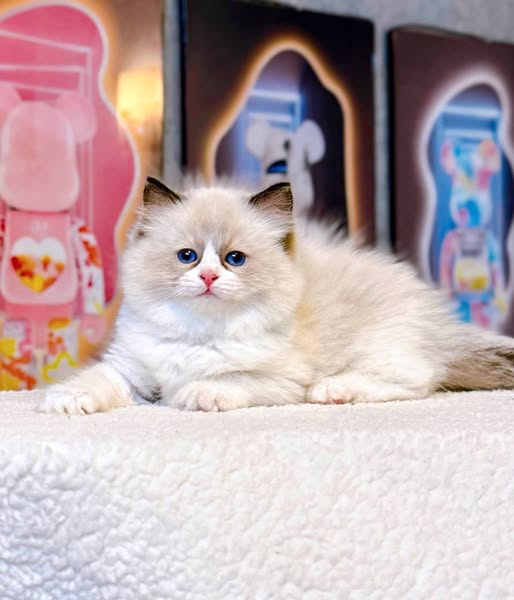 Ragdoll