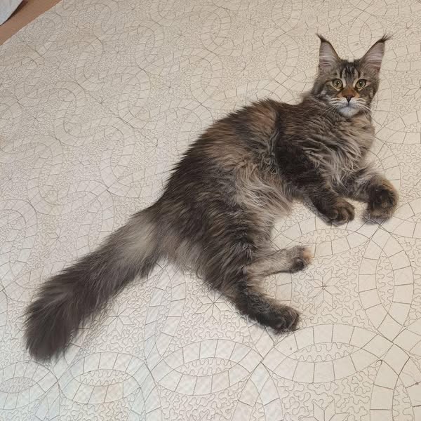 Maine Coon