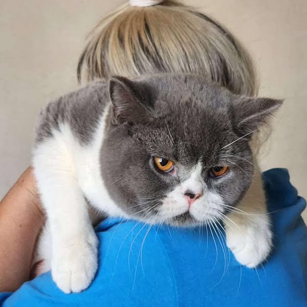 British Shorthair