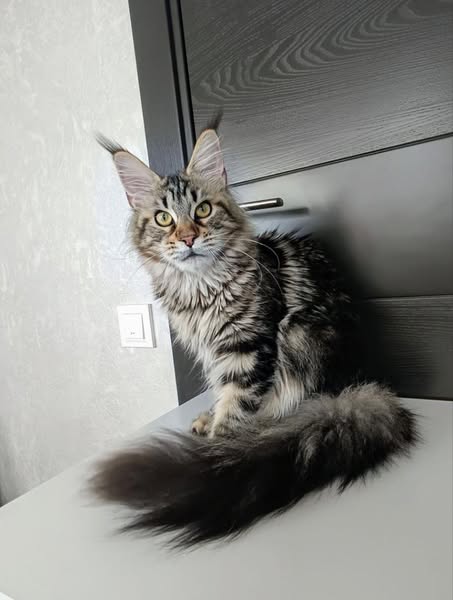 Maine Coon