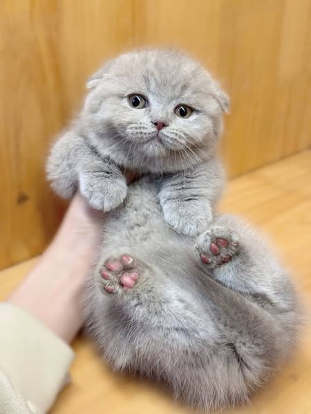Munchkin Fold