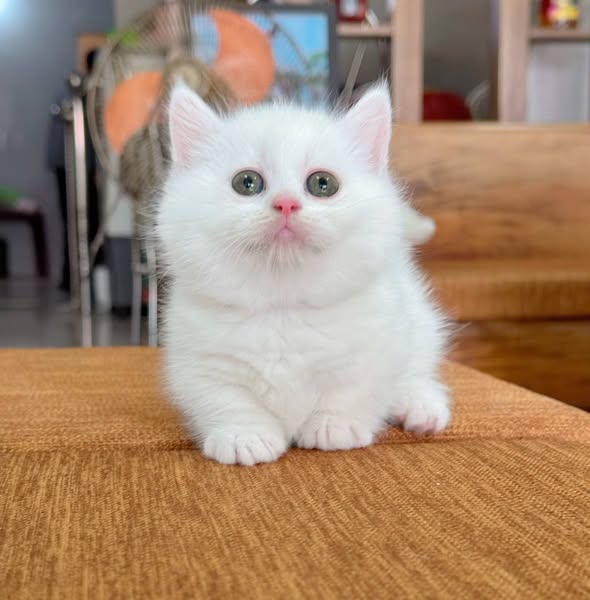 Munchkin