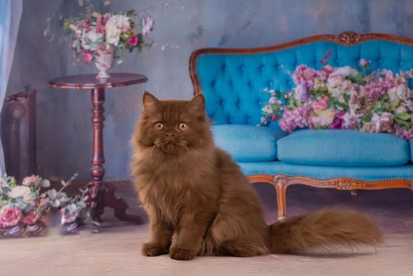 British Longhair