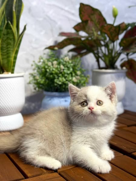 British Shorthair