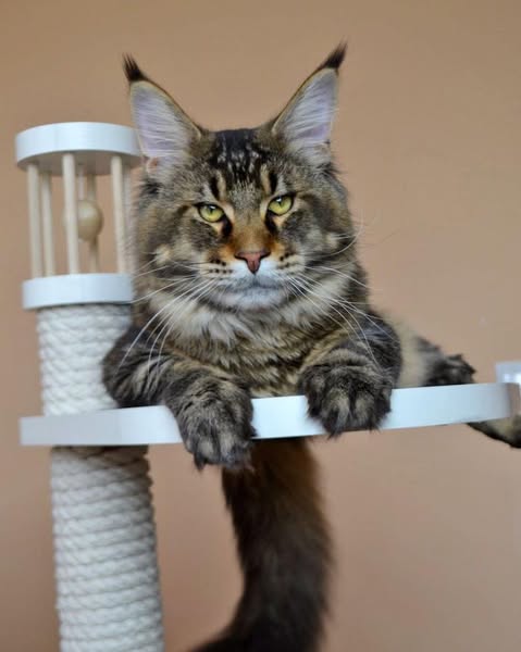 Maine Coon