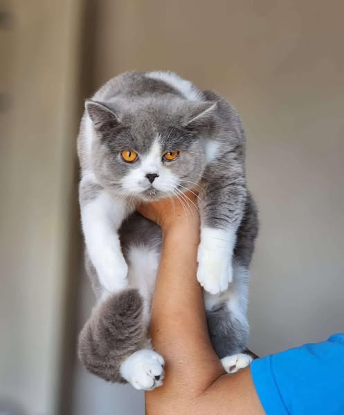 British Shorthair