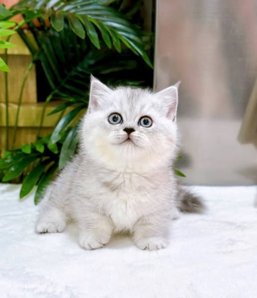 Munchkin
