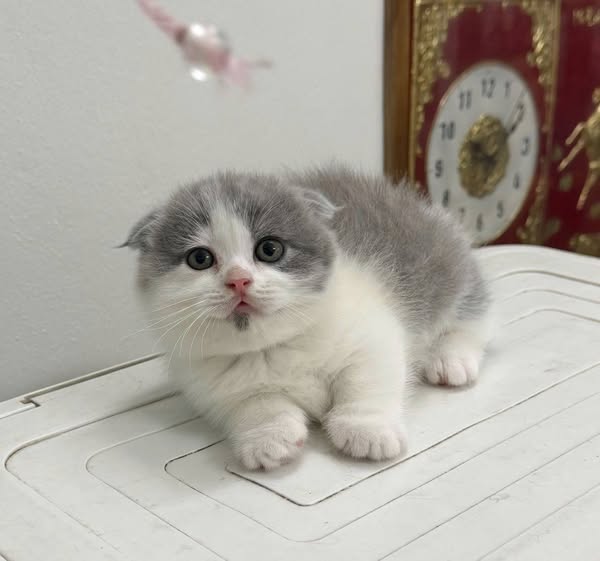 Munchkin Fold
