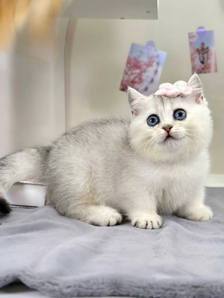 Munchkin