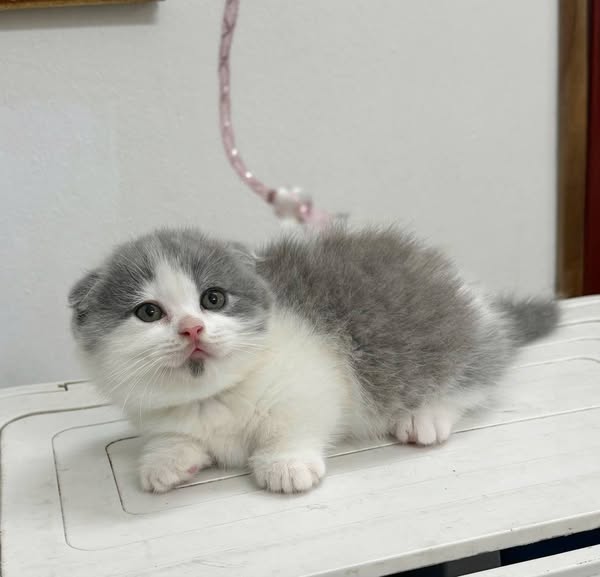 Munchkin Fold