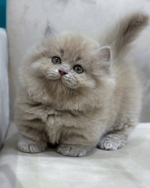 Munchkin Longhair