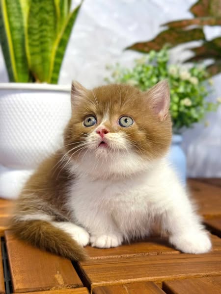Munchkin