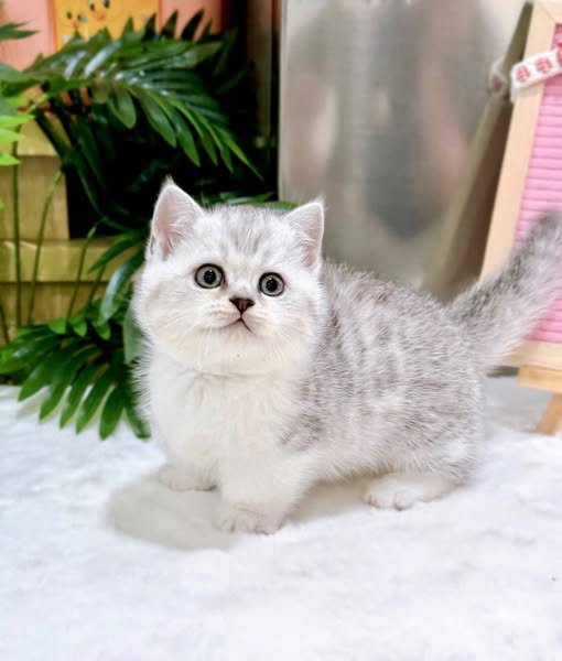 Munchkin