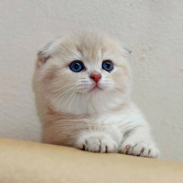 Munchkin Fold