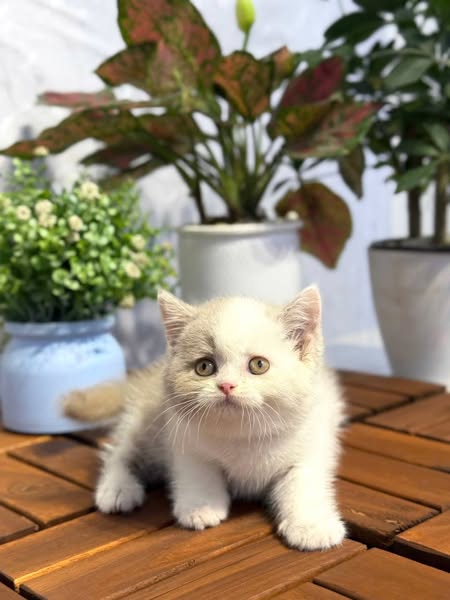 British Shorthair