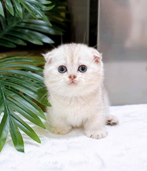 Munchkin Fold