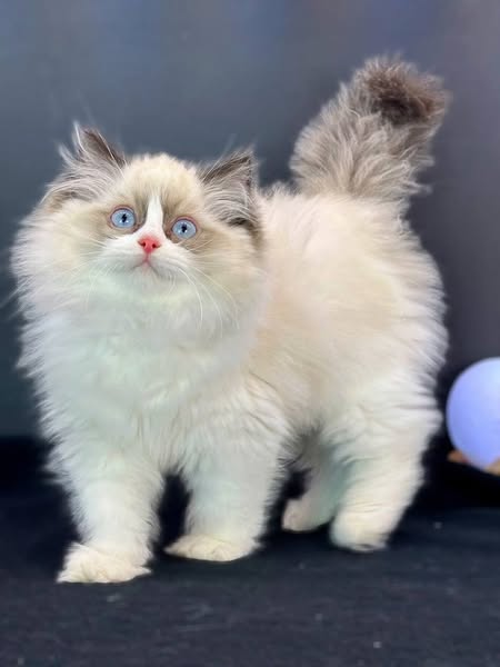Ragdoll