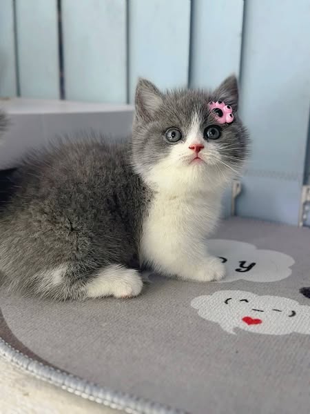 Munchkin