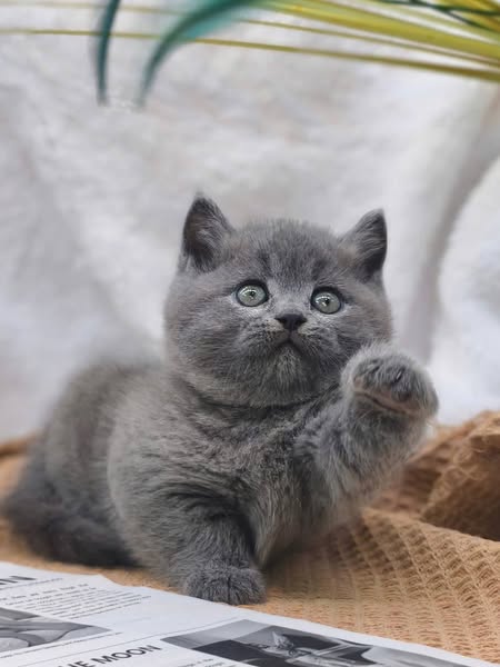 British Shorthair