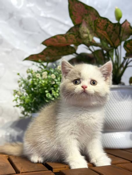 British Shorthair
