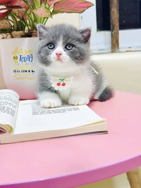 Munchkin