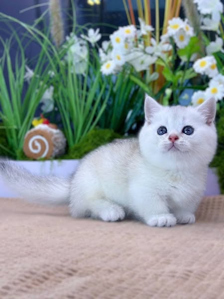 Munchkin
