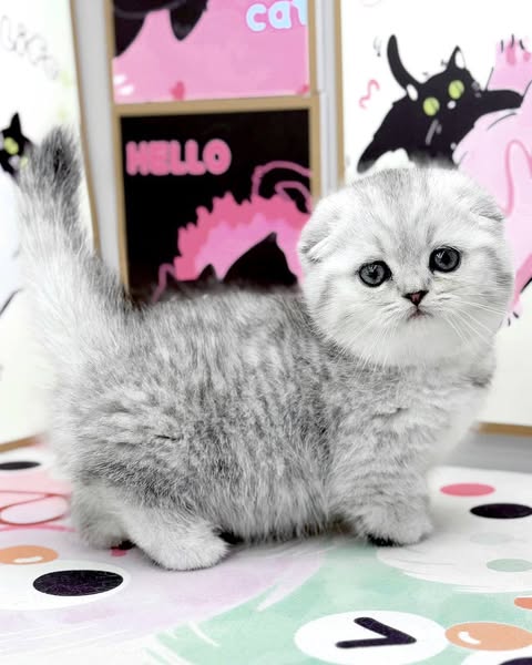 Munchkin Fold