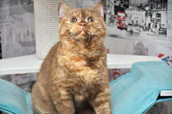British Shorthair