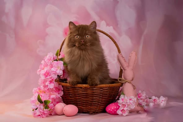 British Longhair