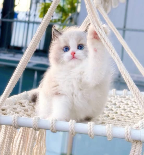 Ragdoll