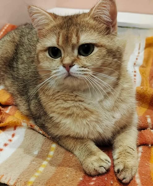 British Shorthair