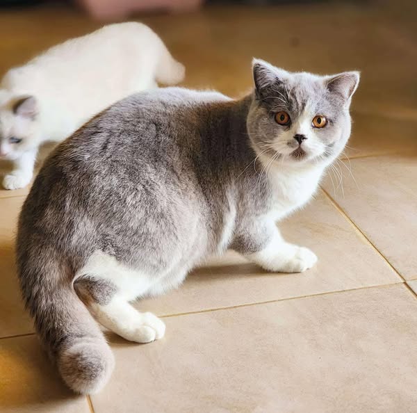 British Shorthair